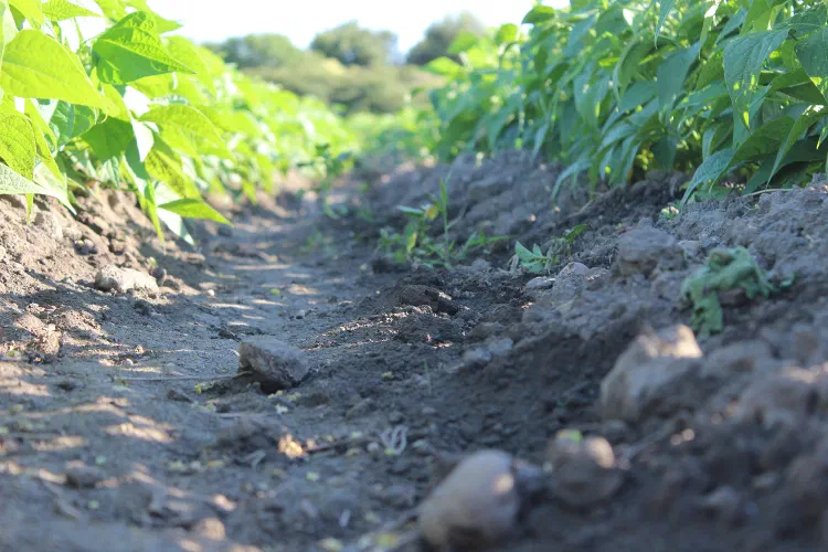 Un solco di terra lavorata tra due file di colture, in una campagna sarda