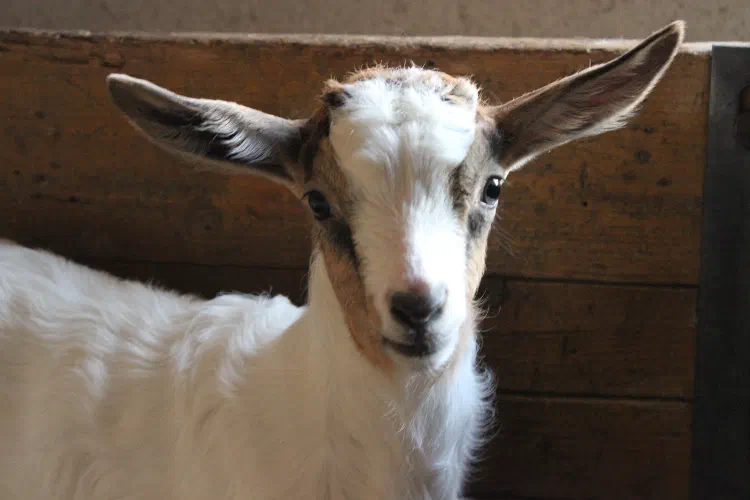 Un capretto di razza Malaguena nella stalla dell'azienda Quartaranda