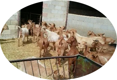 Un gruppo di capre Malaguena dal manto fulvo, nel recinto dell'azienda