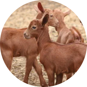 Due capretti di razza Malaguena dal manto fulvo