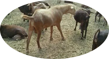 Capre Malaguena e capre di altre razze nel recinto dell'azienda Quartaranda