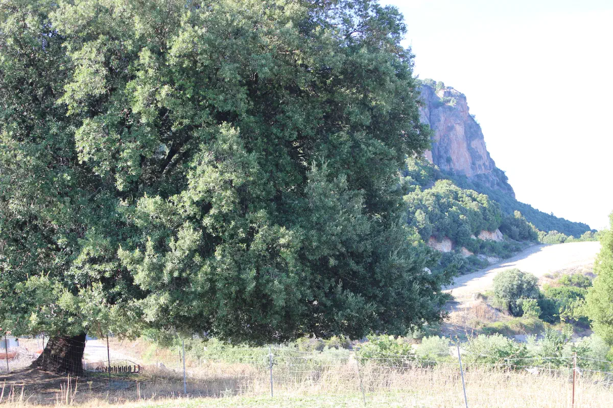 Un leccio secolare ai piedi di una parete rocciosa, nell'entroterra sardo